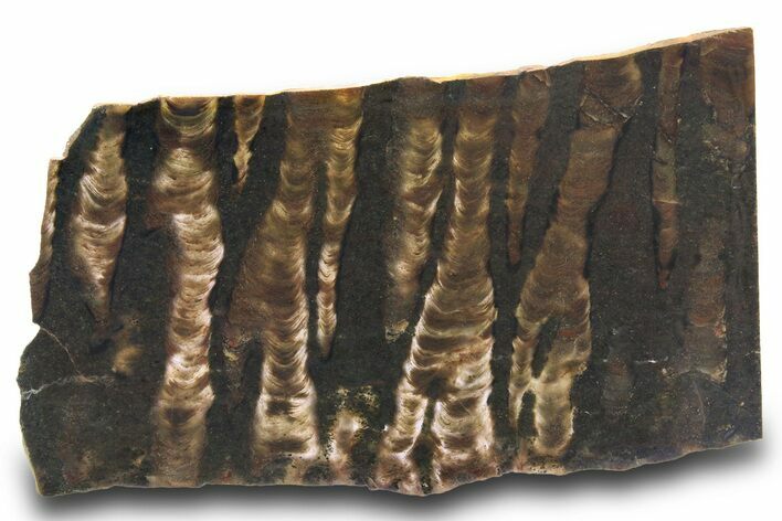 Proterozoic Stromatolite (Collenia) Slab - Minnesota #299968